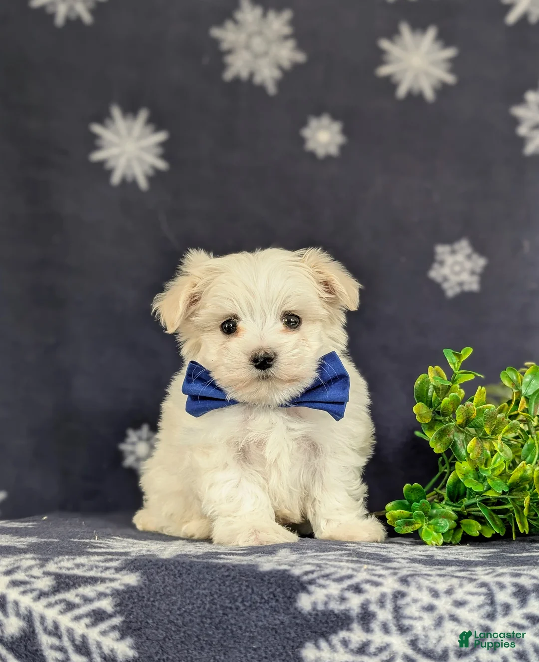 Maltese dogs for sale: Eddie 6 lbs Full Grown - Ad 3