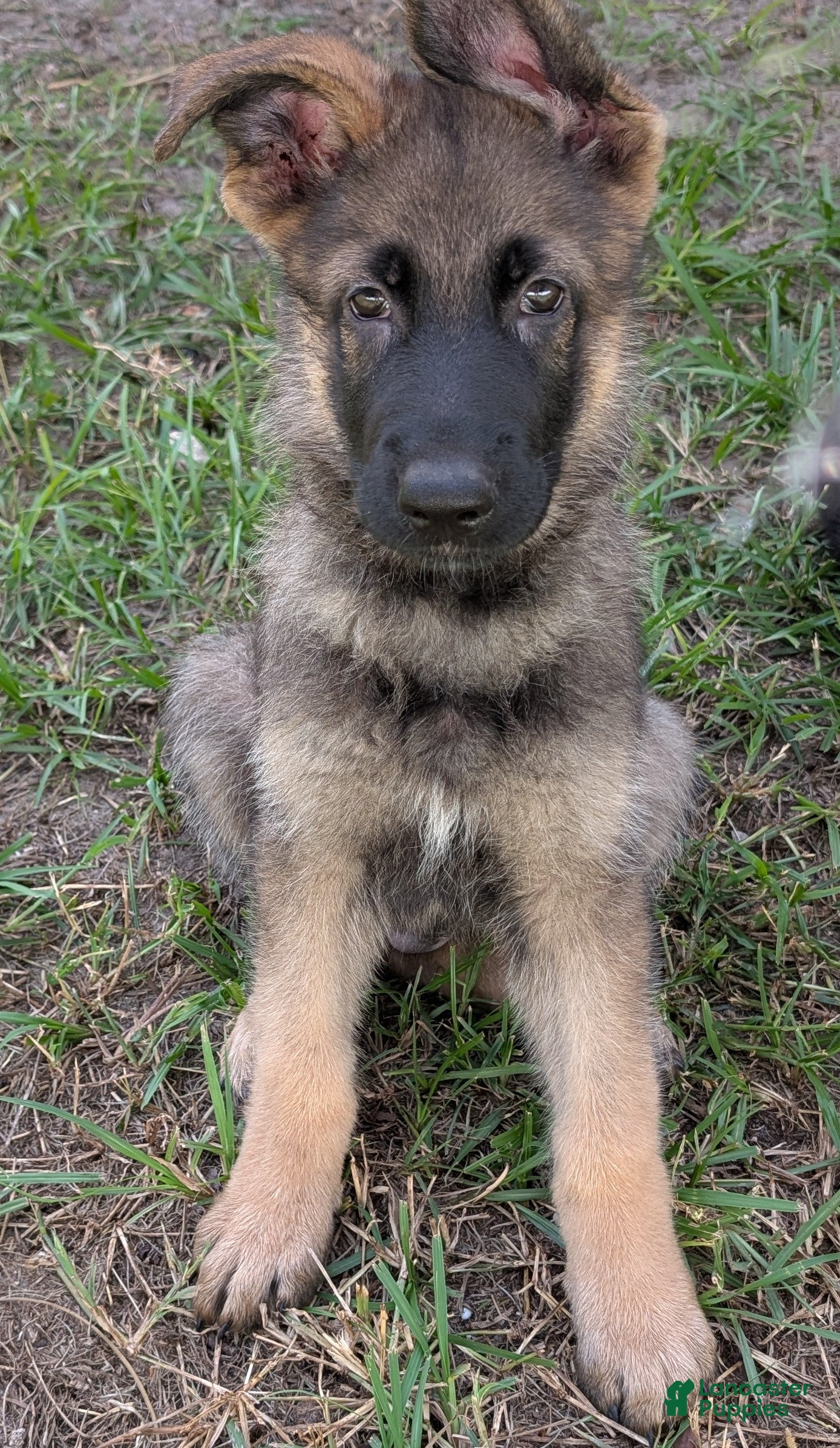 German Shepherd dogs for sale: Bruno - Ad 4