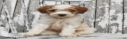 Goldendoodle dogs for sale: Lass   - Ad 9