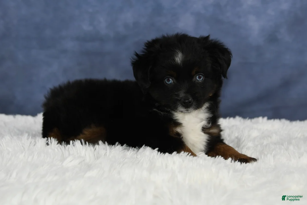 Toy Australian Shepherd dogs for sale: Banjo - Ad 15