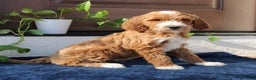 Goldendoodle dogs for sale: Paxton  - Ad 3