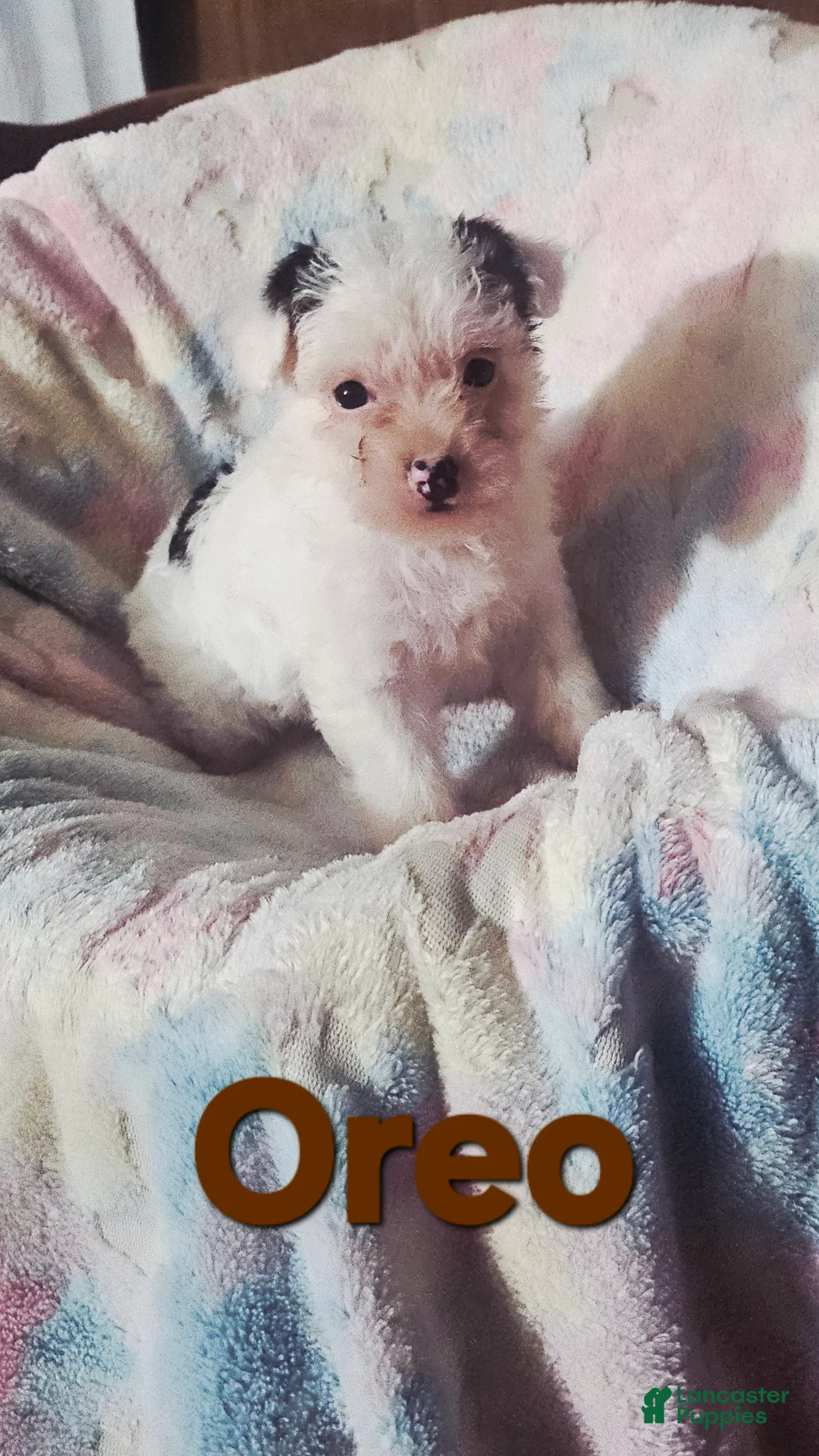 Yorkshire Terrier dogs for sale: Oreo - Ad 2