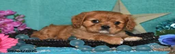 Cavalier King Charles Spaniel dogs for sale: Kenzo - Ad 2