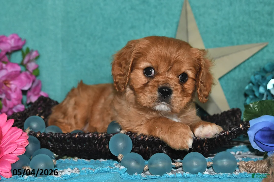 Cavalier King Charles Spaniel dogs for sale: Kenzo - Ad 2