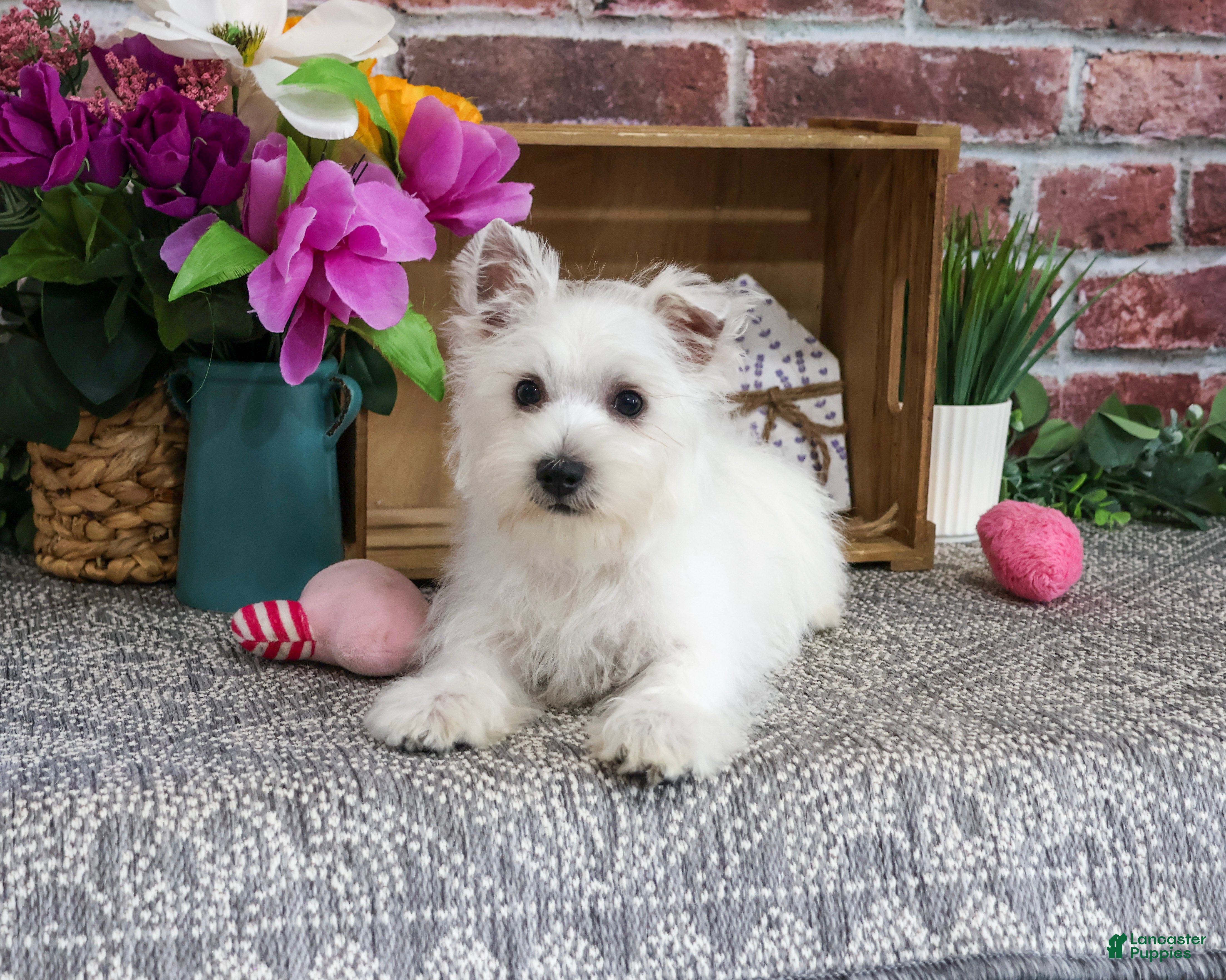 West Highland Terrier dogs Delight - Ad 19