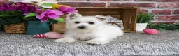 West Highland Terrier dogs for sale: Delight - Ad 1