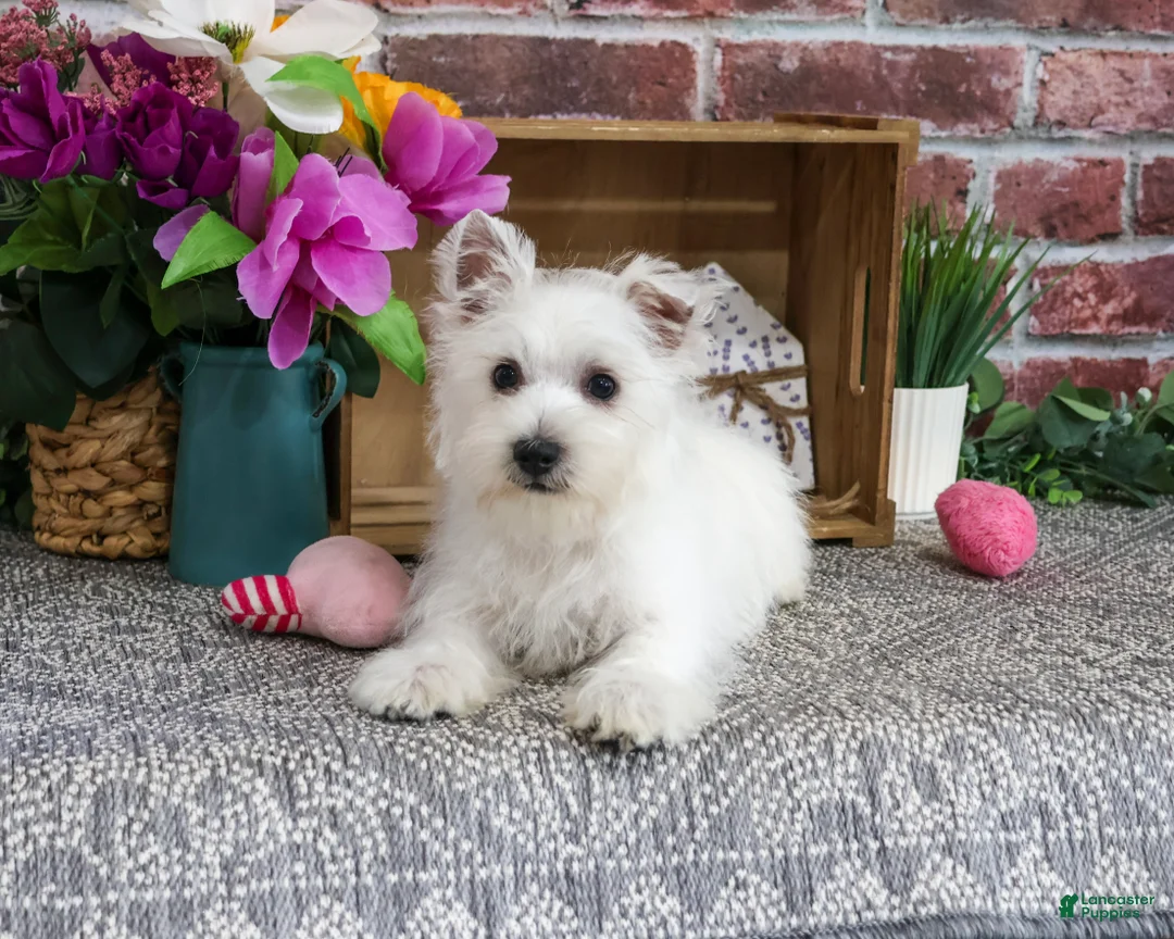 West Highland Terrier dogs for sale: Delight - Ad 1