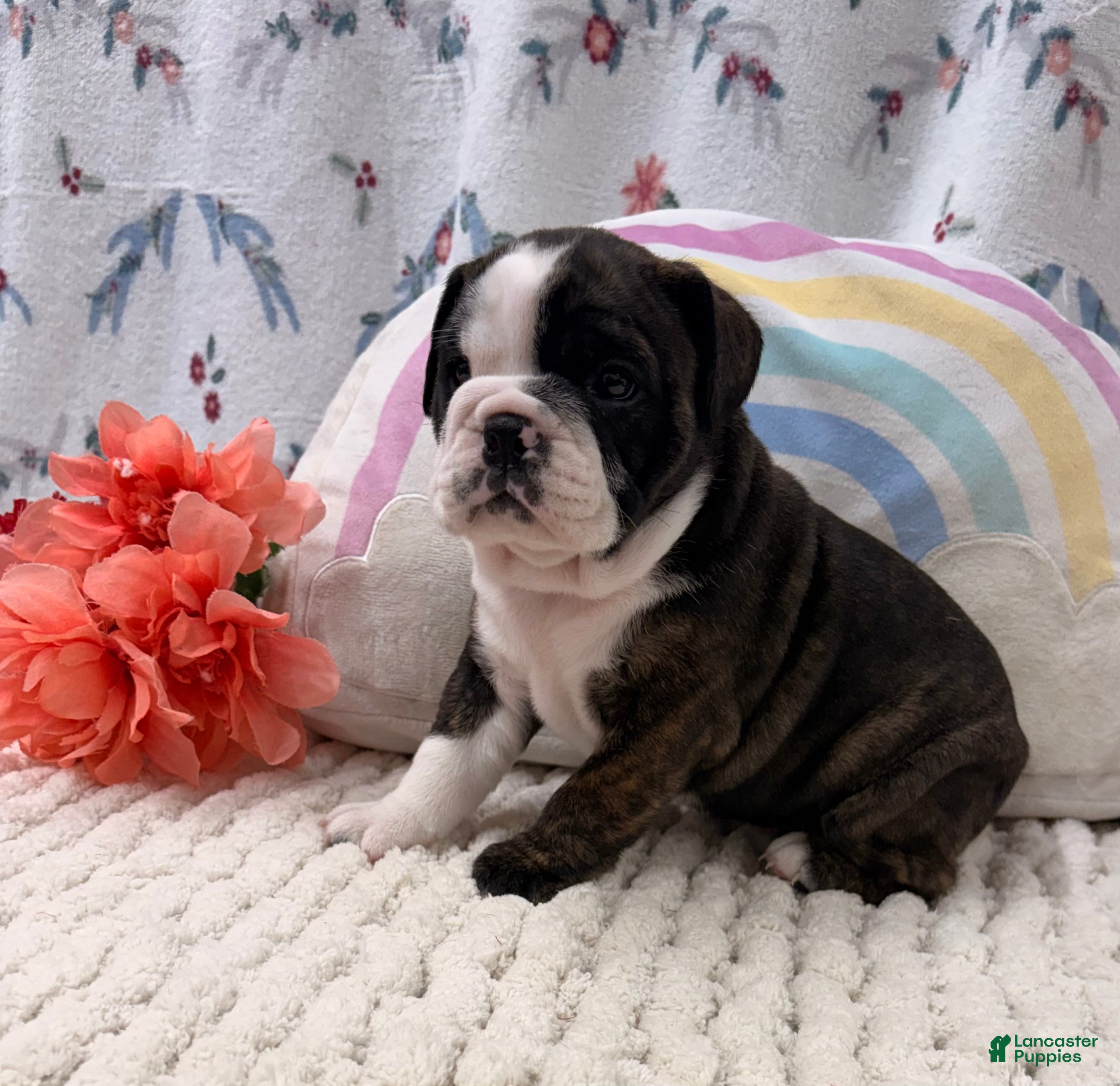 English Bulldog dogs Lady - Ad 2