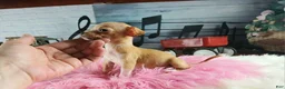 Chihuahua dogs for sale: Vanillas fawn white girl. Hand Delivery  - Ad 10