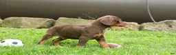 Doberman Pinscher dogs for sale:  Deacon (Red Rust) 🐶🖤🐾 - Ad 26