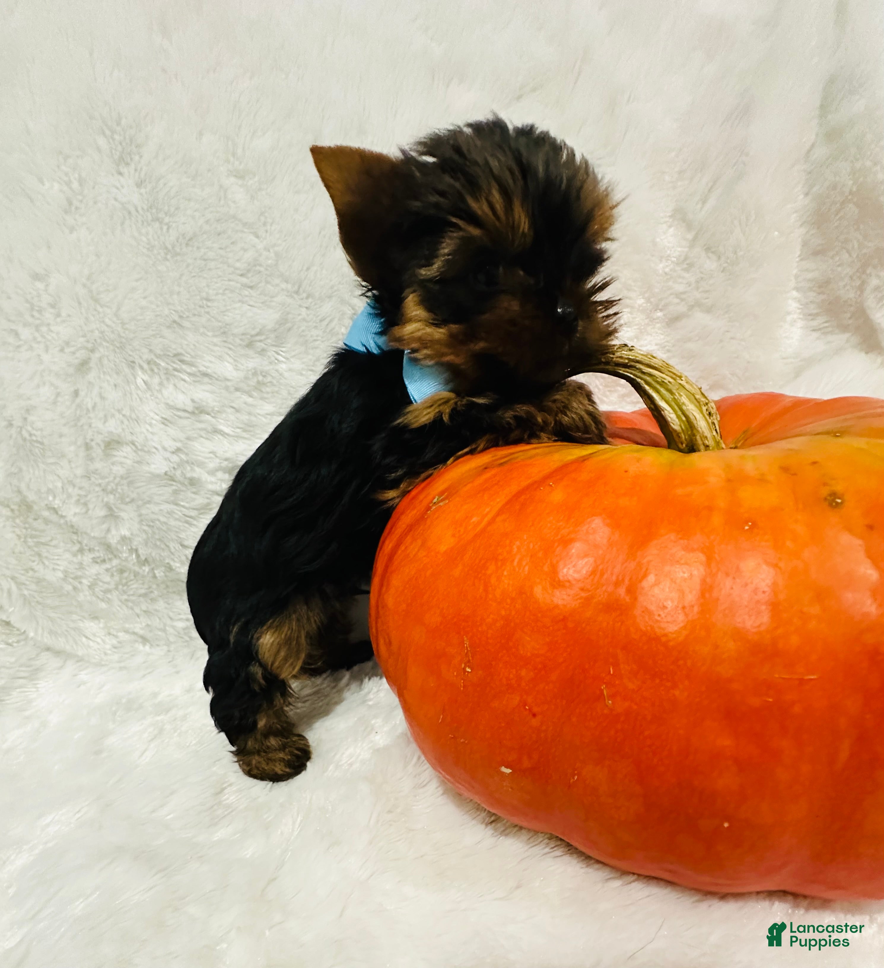 Yorkshire Terrier dogs Valentino - Ad 2