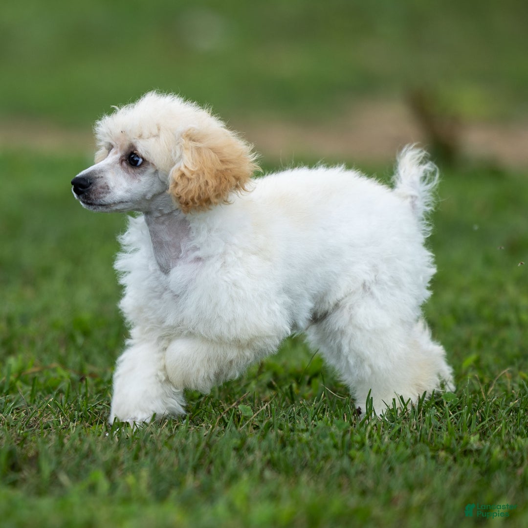 Toy Poodle dogs for sale: Oscar - Ad 3