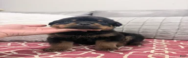 Black collar male