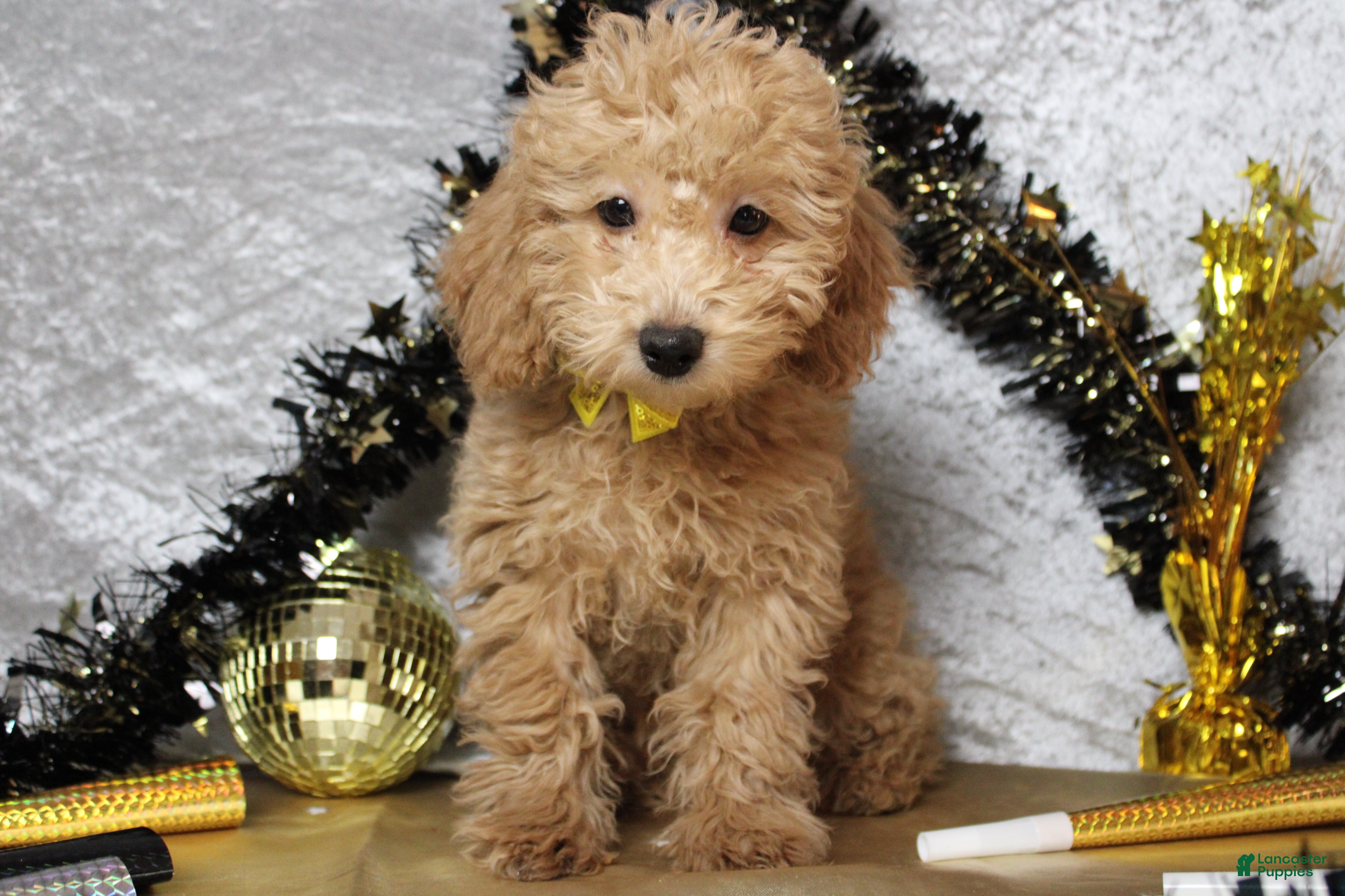 Toy Poodle dogs Buckeye - Ad 31