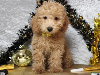 Toy Poodle dogs Buckeye - Ad 31