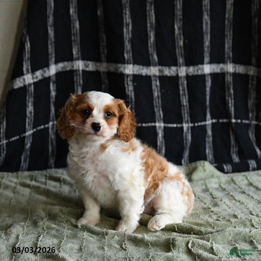 Cavapoo dogs Elsa - Ad 2