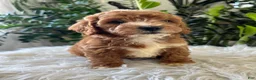 Mini Goldendoodle dogs for sale: Teddy - Ad 3