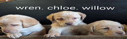 Labrador Retriever dogs for sale: Chloe - Ad 4