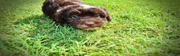 Havapoo dogs for sale: Jackson-LABOR DAY SALE-TAKE $100 OFF!!! - Ad 18