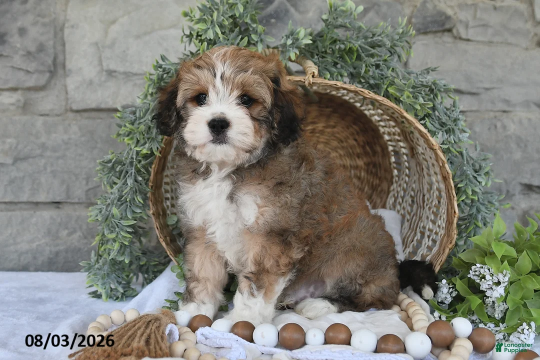Mixed Breed dogs for sale: Dakota - Ad 2