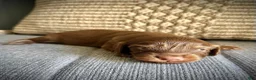 Miniature Dachshund dogs for sale: Bear - Ad 1