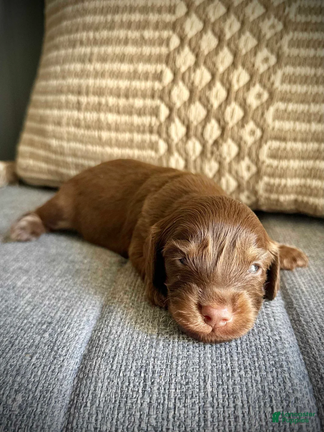 Miniature Dachshund dogs for sale: Bear - Ad 1