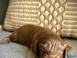 Miniature Dachshund dogs for sale: Bear - Ad 2