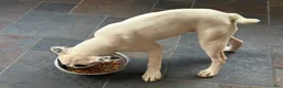 Mixed Breed dogs for sale: 2 dot - Ad 2