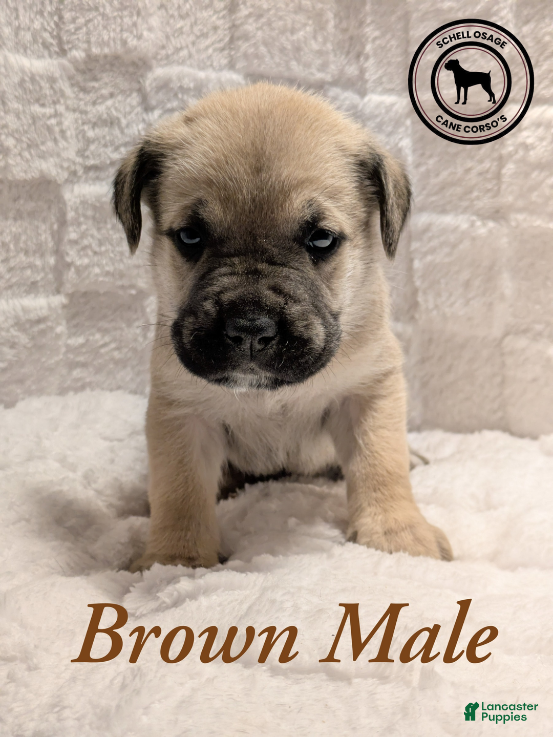 Cane Corso dogs for sale: Brown - Ad 1