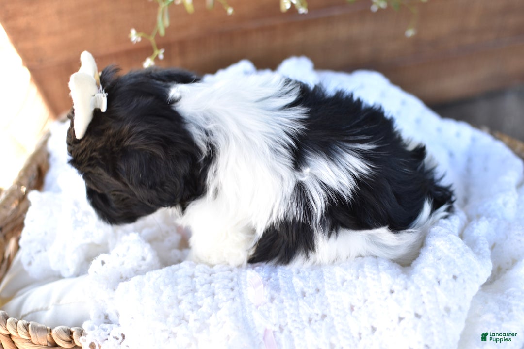 Mixed Breed dogs for sale: Bella - Ad 6