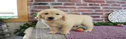 Golden Retriever dogs for sale: Gwenn - Ad 4