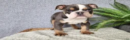 English Bulldog dogs for sale: Elliot - Ad 9