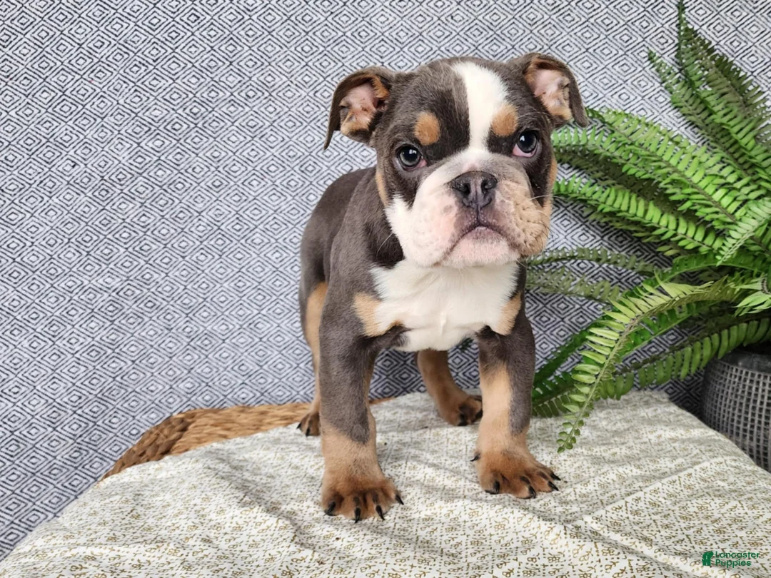 English Bulldog dogs for sale: Elliot - Ad 9