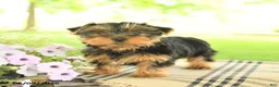 Yorkshire Terrier dogs for sale: Charlie - Ad 2