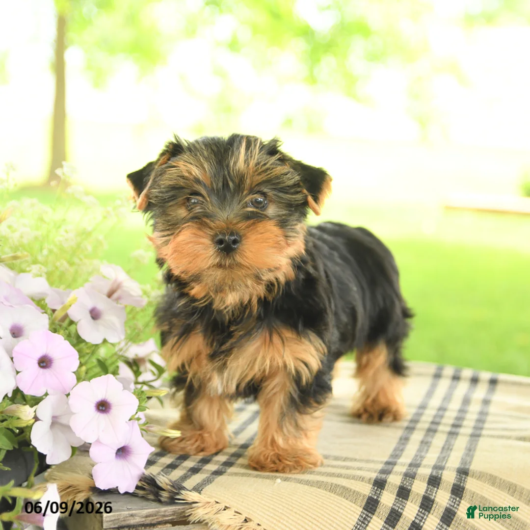Yorkshire Terrier dogs for sale: Charlie - Ad 2