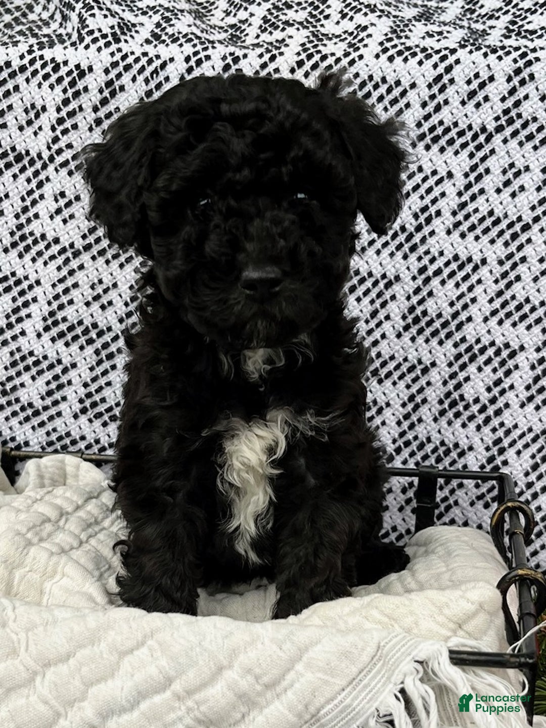 Mini Aussiedoodle dogs for sale: Ace - Ad 5