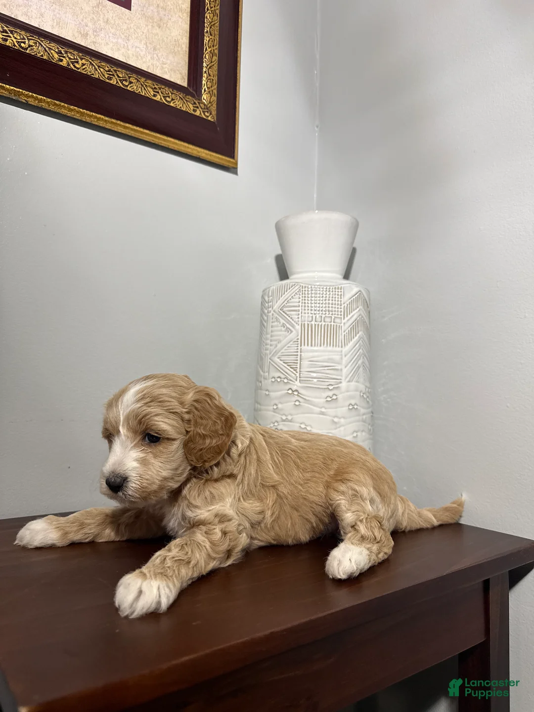 Maltipoo dogs for sale: Bella - Ad 2