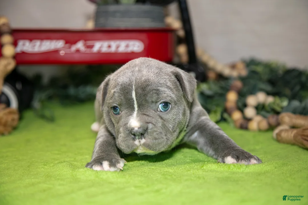 Frenchton dogs for sale: Vicky - Ad 3