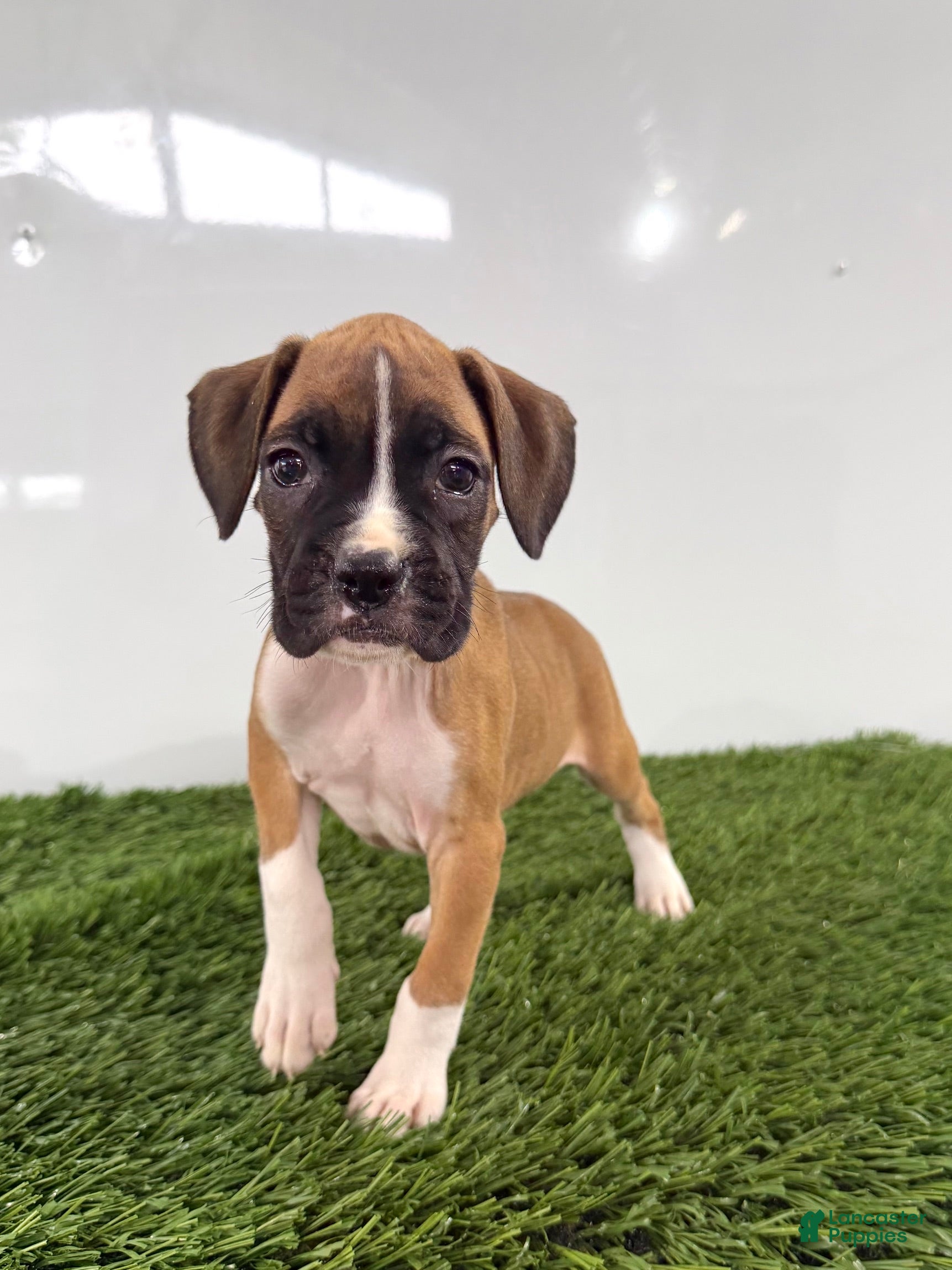 Boxer dogs Maci - Ad 1