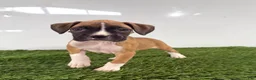 Boxer dogs for sale: Maci - Ad 1