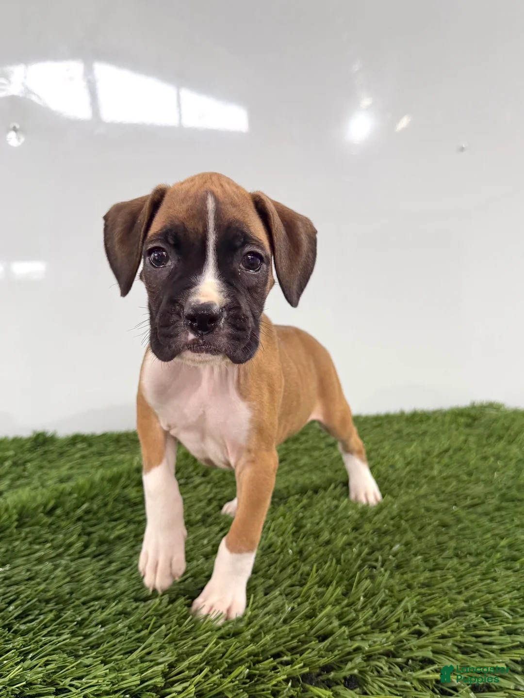 Boxer dogs for sale: Maci - Ad 1