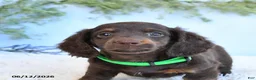 Miniature Dachshund dogs for sale: Scamper - Ad 3