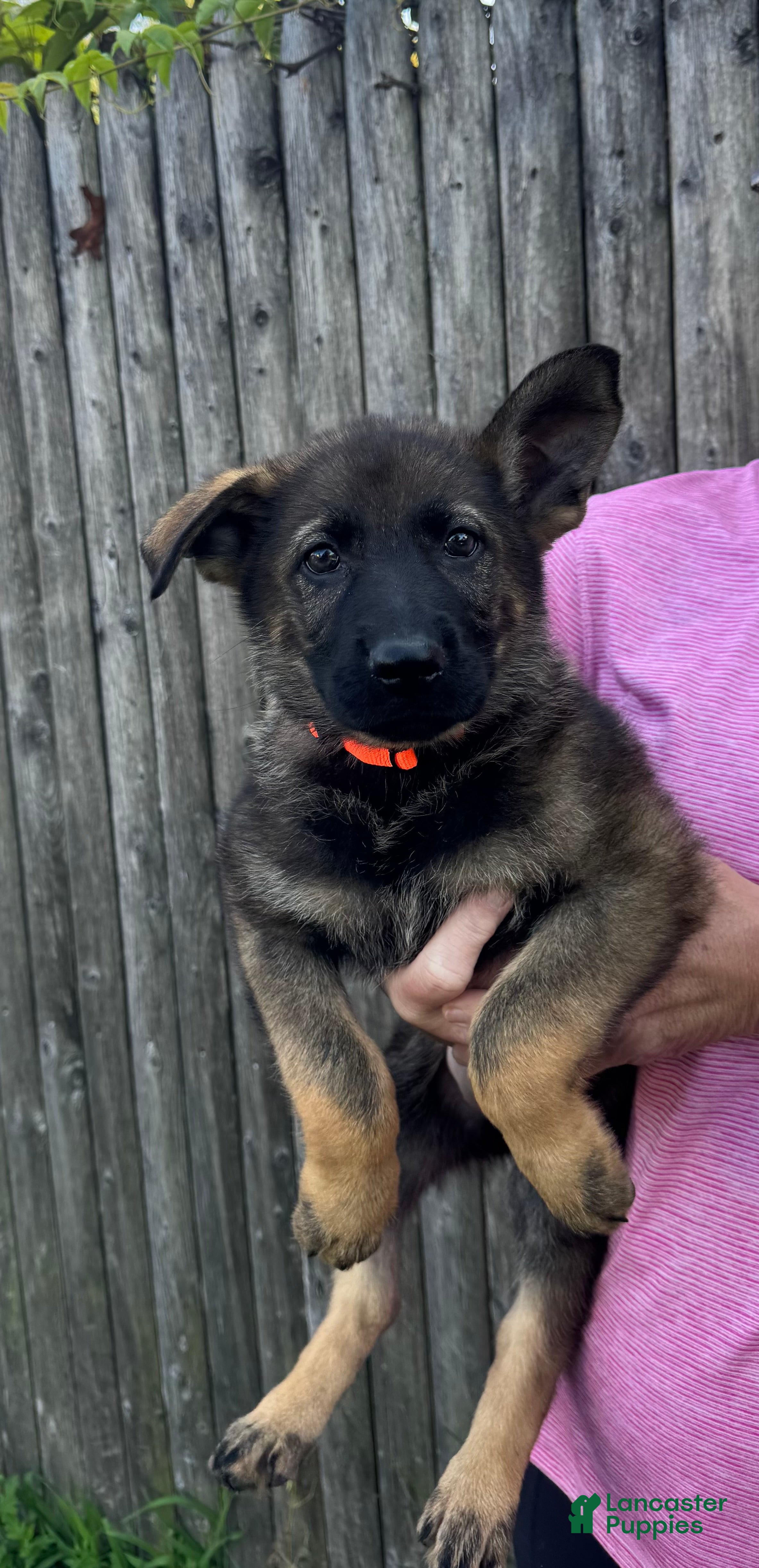 German Shepherd dogs Storm - Ad 1