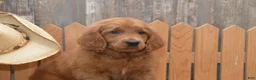 Goldendoodle dogs for sale: Buddy - Ad 5