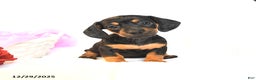 Miniature Dachshund dogs for sale: Dolly - Ad 1