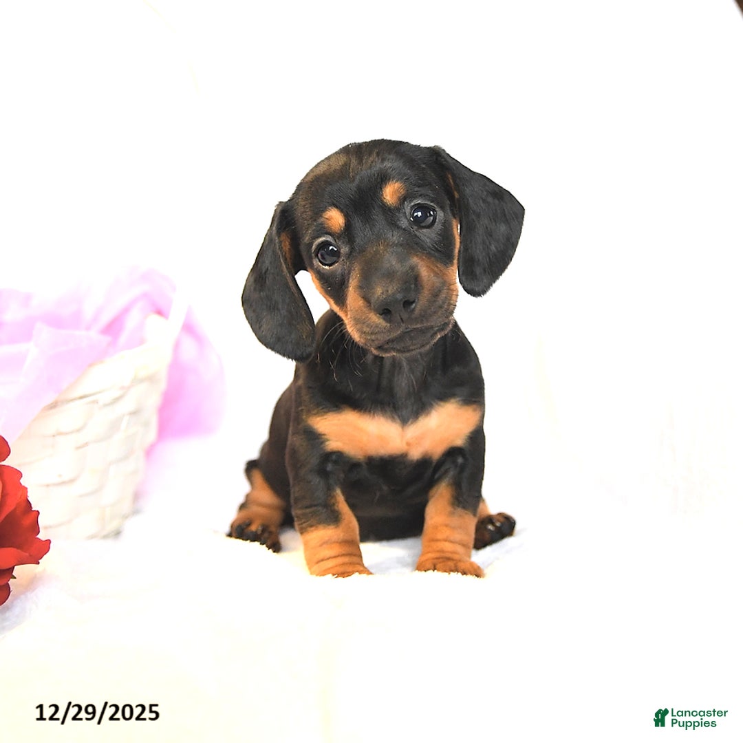 Miniature Dachshund dogs for sale: Dolly - Ad 1