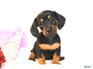 Miniature Dachshund dogs Dolly - Ad 7