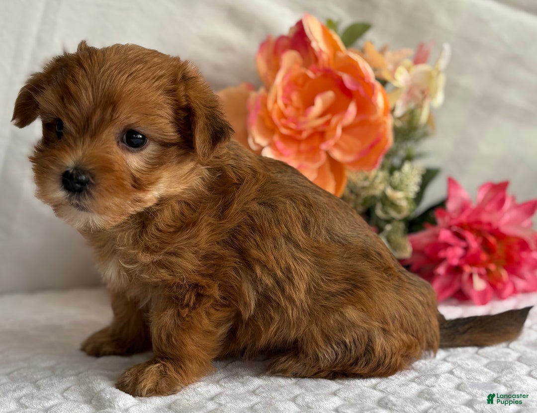 Morkie dogs for sale: Natalie - Ad 5