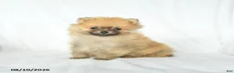 Pomeranian dogs for sale: Peanut  - Ad 2