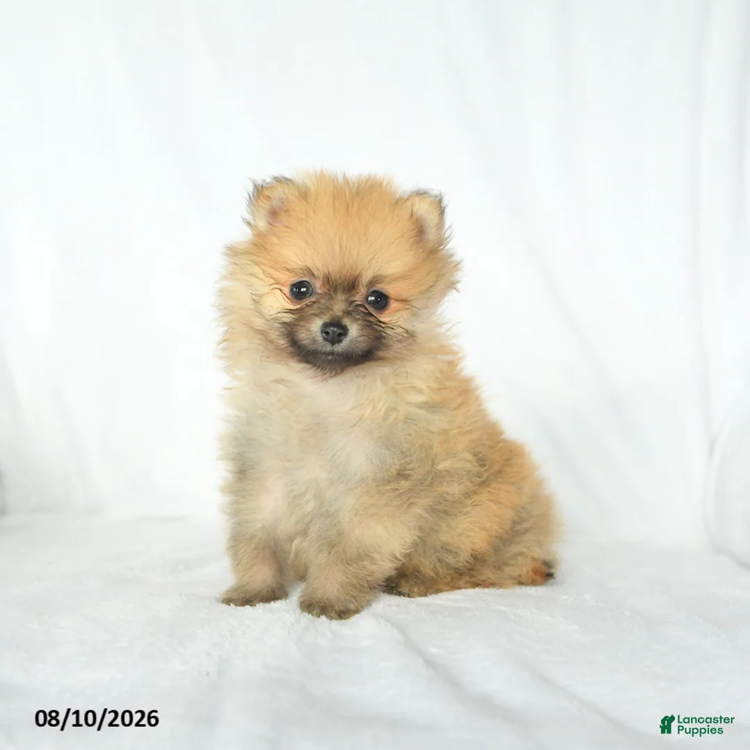 Pomeranian dogs for sale: Peanut  - Ad 2